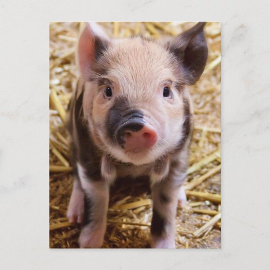 Carte Postale Piglet (Devant)