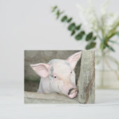 Carte Postale Piglet (Debout devant)