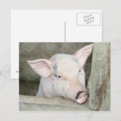 Carte Postale Piglet (Devant / Derrière)