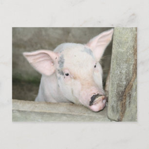 Carte Postale Piglet