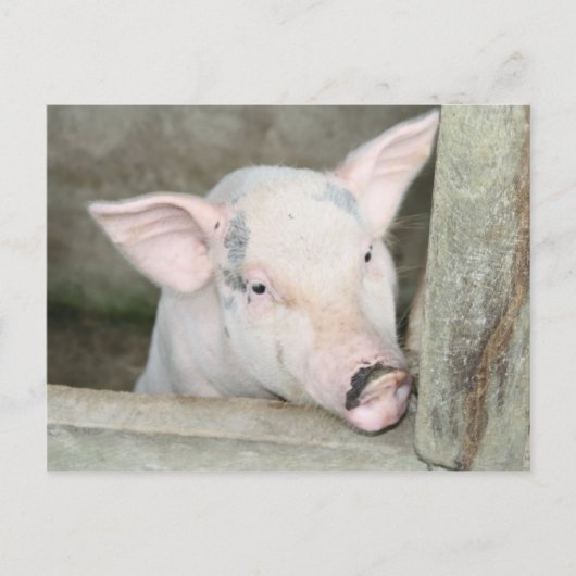 Carte Postale Piglet (Devant)