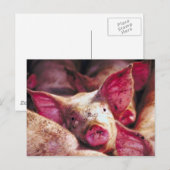 Carte Postale Piglet boueux (Devant / Derrière)