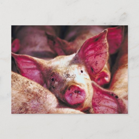 Carte Postale Piglet boueux (Devant)