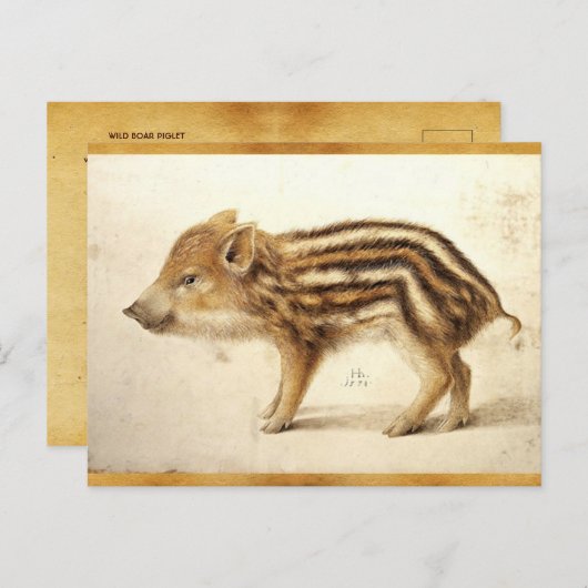 Carte Postale PIGLET DE BARRE SAUVAGE Dessin animal antique Parc (Devant / Derrière)