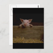 Carte Postale Piglet mignon (Devant / Derrière)