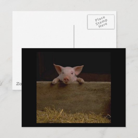 Carte Postale Piglet mignon (Devant / Derrière)