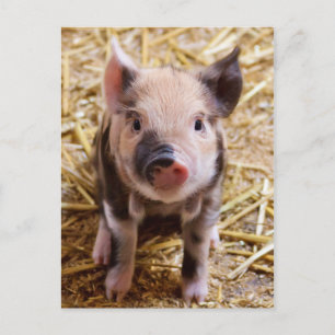 Carte postale PIglet mignonne