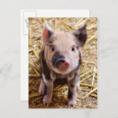 Carte postale PIglet mignonne (Devant / Derrière)