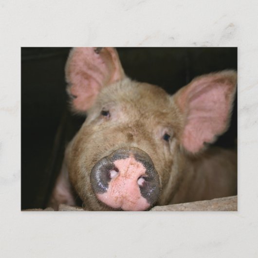 Carte Postale Piglet rose (Devant)