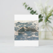 Carte Postale Piglet Sauvage (Debout devant)