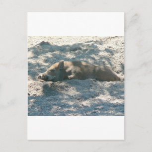 Carte Postale Piglet Sauvage