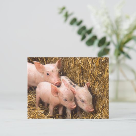 Carte Postale Piglets (Debout devant)