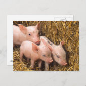 Carte Postale Piglets (Devant / Derrière)