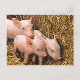 Carte Postale Piglets