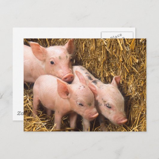 Carte Postale Piglets (Devant / Derrière)