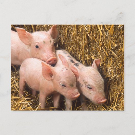 Carte Postale Piglets (Devant)