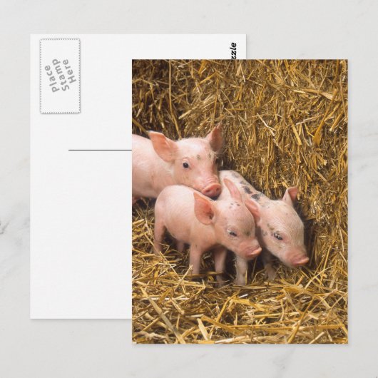 Carte Postale Piglets (Devant / Derrière)