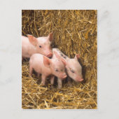 Carte Postale Piglets (Devant)