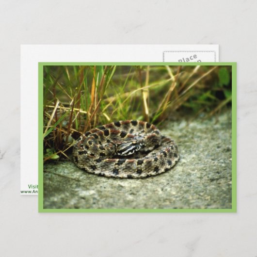 Carte Postale Pigmy Rattlesnake (Devant / Derrière)