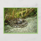 Carte Postale Pigmy Rattlesnake (Devant)