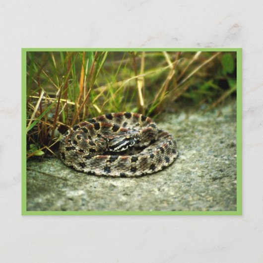 Carte Postale Pigmy Rattlesnake (Devant)
