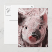 Carte Postale pignon doux rose (Devant / Derrière)