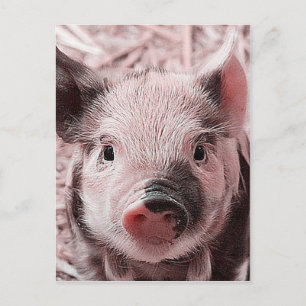 Carte Postale pignon doux rose