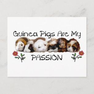Carte Postale PIGS DE GUINÉE PASSION.jpg