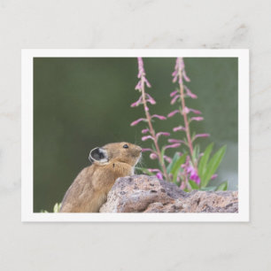 Carte Postale Pika