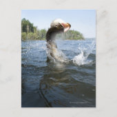 Carte Postale Pike du Nord (Devant)