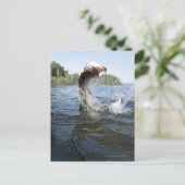 Carte Postale Pike du Nord (Debout devant)