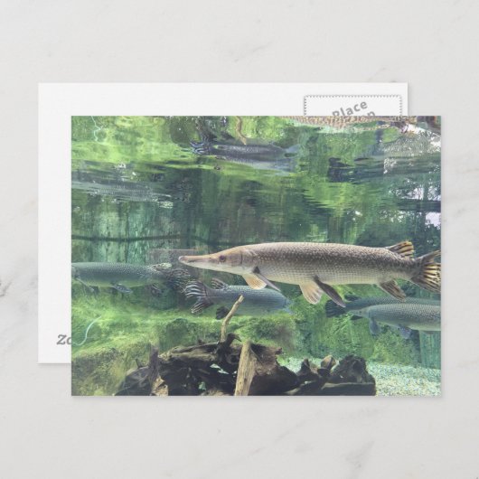 Carte Postale Pike fish (Devant / Derrière)