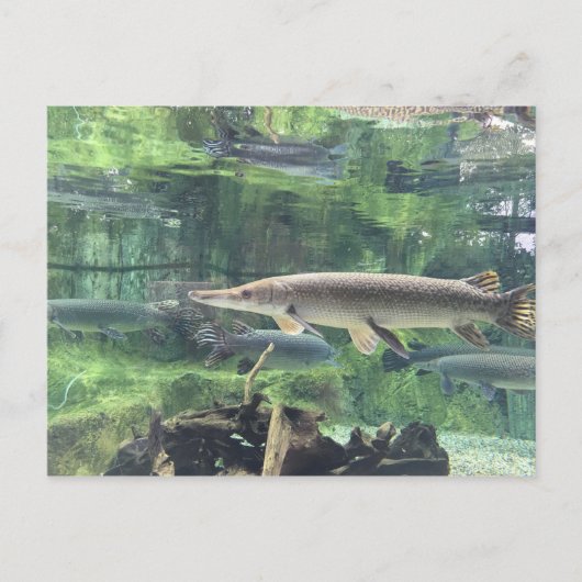 Carte Postale Pike fish (Devant)
