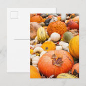 Carte Postale Pile D'Citrouilles Et Squash (Devant / Derrière)
