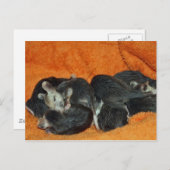 Carte Postale Pile de Baby Opossum (Devant / Derrière)