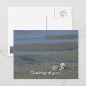 Carte Postale Pile de coquillage (Devant / Derrière)