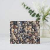 Carte Postale Pile De Coquillages (Debout devant)