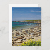 Carte Postale Pile des phoques éléphants (Devant / Derrière)