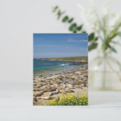 Carte Postale Pile des phoques éléphants (Debout devant)