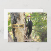 Carte Postale Pileated Woodpecker Ecology. (Devant / Derrière)