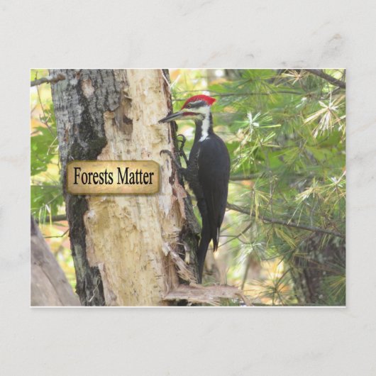 Carte Postale Pileated Woodpecker Ecology. (Devant)