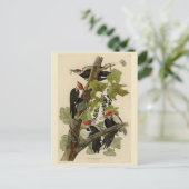 Carte Postale Pileated Woodpecker from Audubon Birds of America (Debout devant)