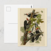 Carte Postale Pileated Woodpecker from Audubon Birds of America (Devant / Derrière)