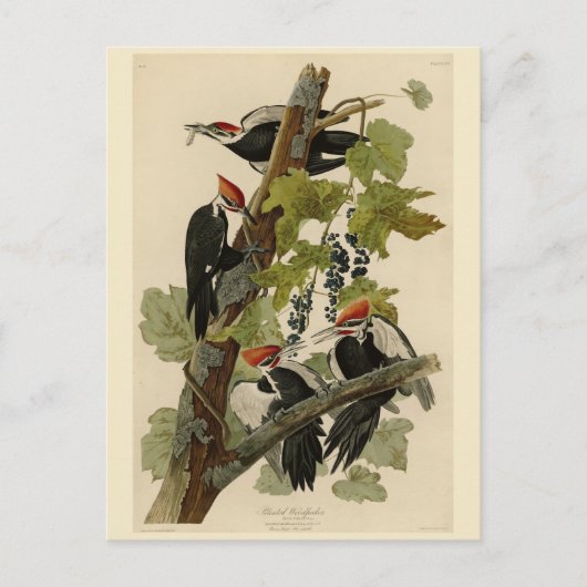 Carte Postale Pileated Woodpecker from Audubon Birds of America (Devant)