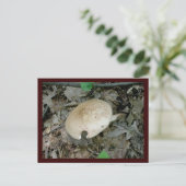 Carte postale Pilier Complet (Debout devant)