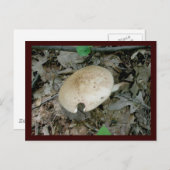 Carte postale Pilier Complet (Devant / Derrière)