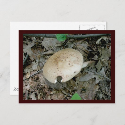 Carte postale Pilier Complet (Devant / Derrière)