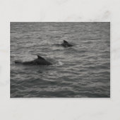 Carte postale Pilote Baleines (Devant)