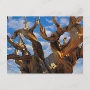 Carte Postale Pin Bristlecone