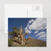 Carte Postale Pin Bristlecone dans l'Ancient Bristlecone Forest, (Devant / Derrière)
